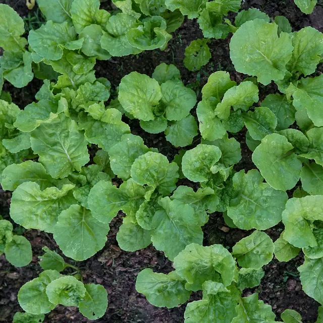 Bakker Navet Vert feuille de chou graines 8g