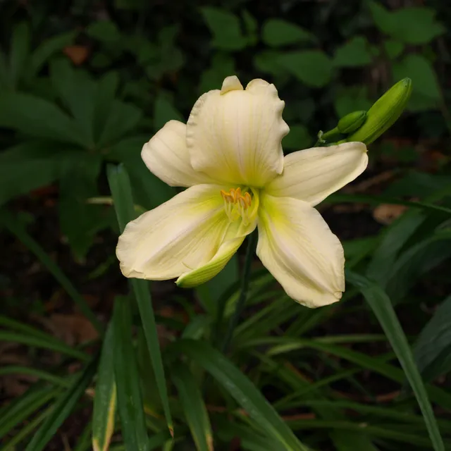 Passion Vivaces Hemerocallis Elisabeth Yancey vivace pot 1L rose