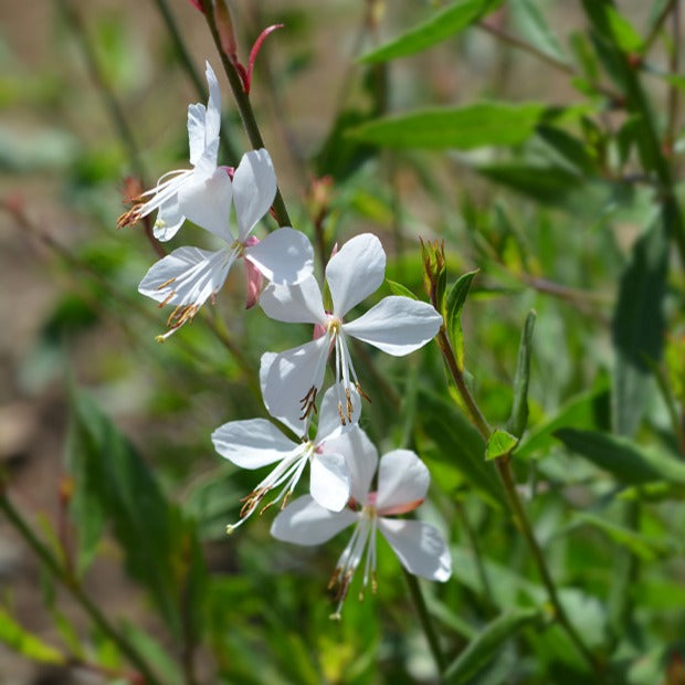 Bakker Whirling Butterflies gaura blanche 2 pots Ø9cm soleil