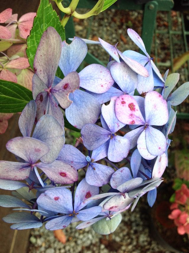 Les Hortensias du Haut Bois Cousine Louise hortensia fleurs rondes godet