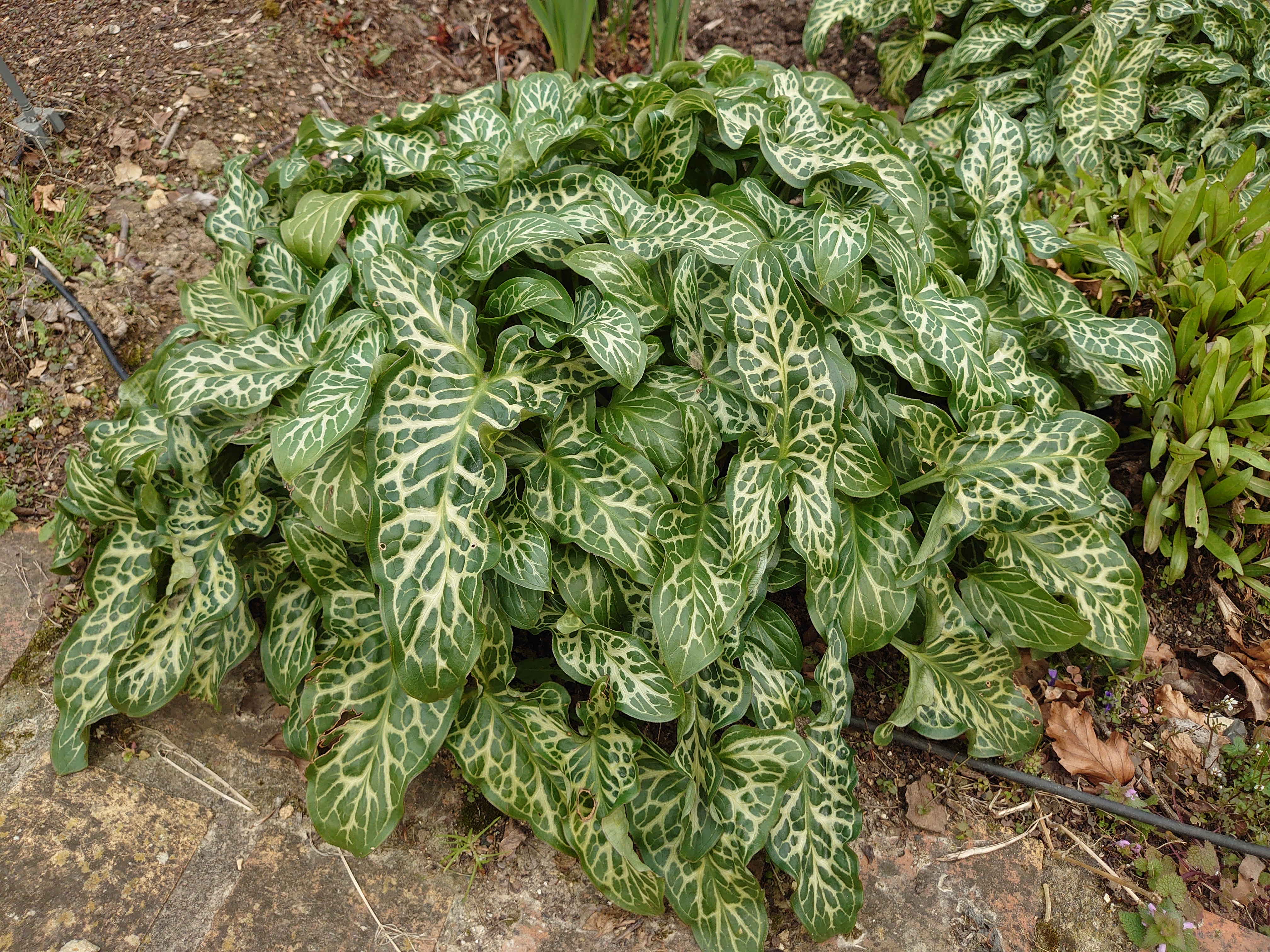 Passion Vivaces Arum Pictum gouet godet feuillage argenté