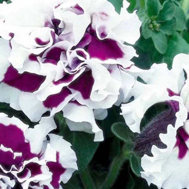 Bakker Pétunia Purple Pirouette F1 graines sachet 30 double