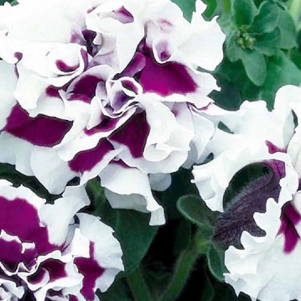 Bakker Pétunia Purple Pirouette F1 graines sachet 30 double