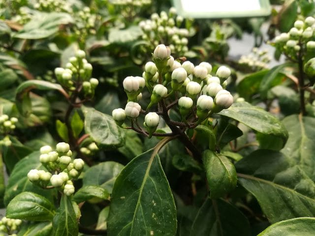 Les Hortensias du Haut Bois Dichroa versicolor hortensia godet