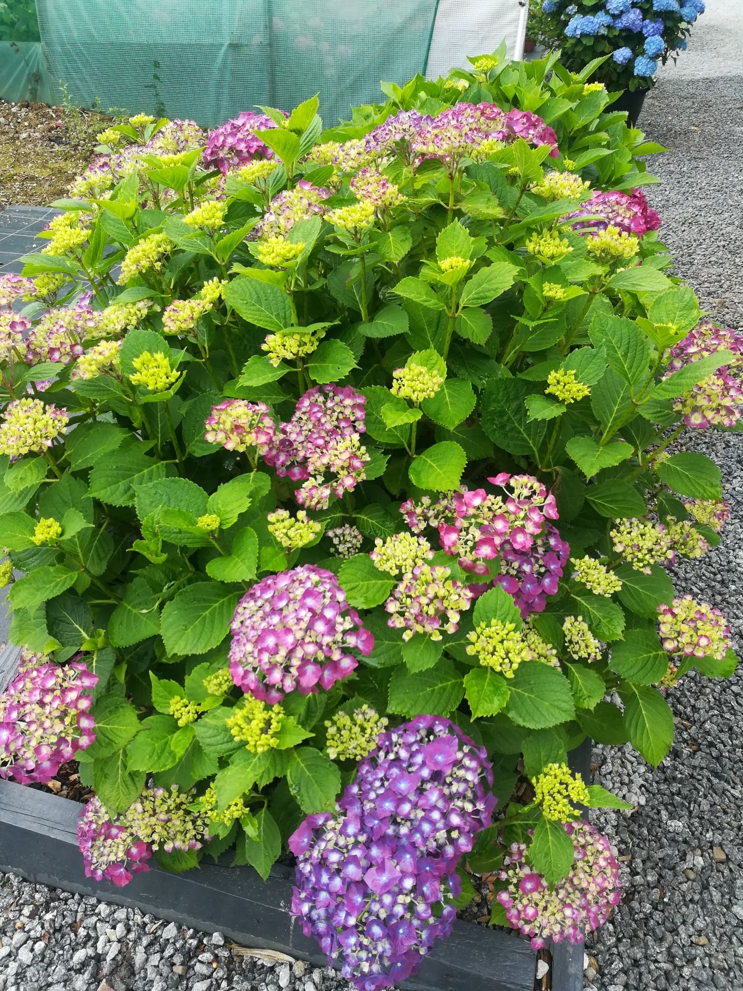 Les Hortensias du Haut Bois Montgomery hortensia boule fleurs rondes