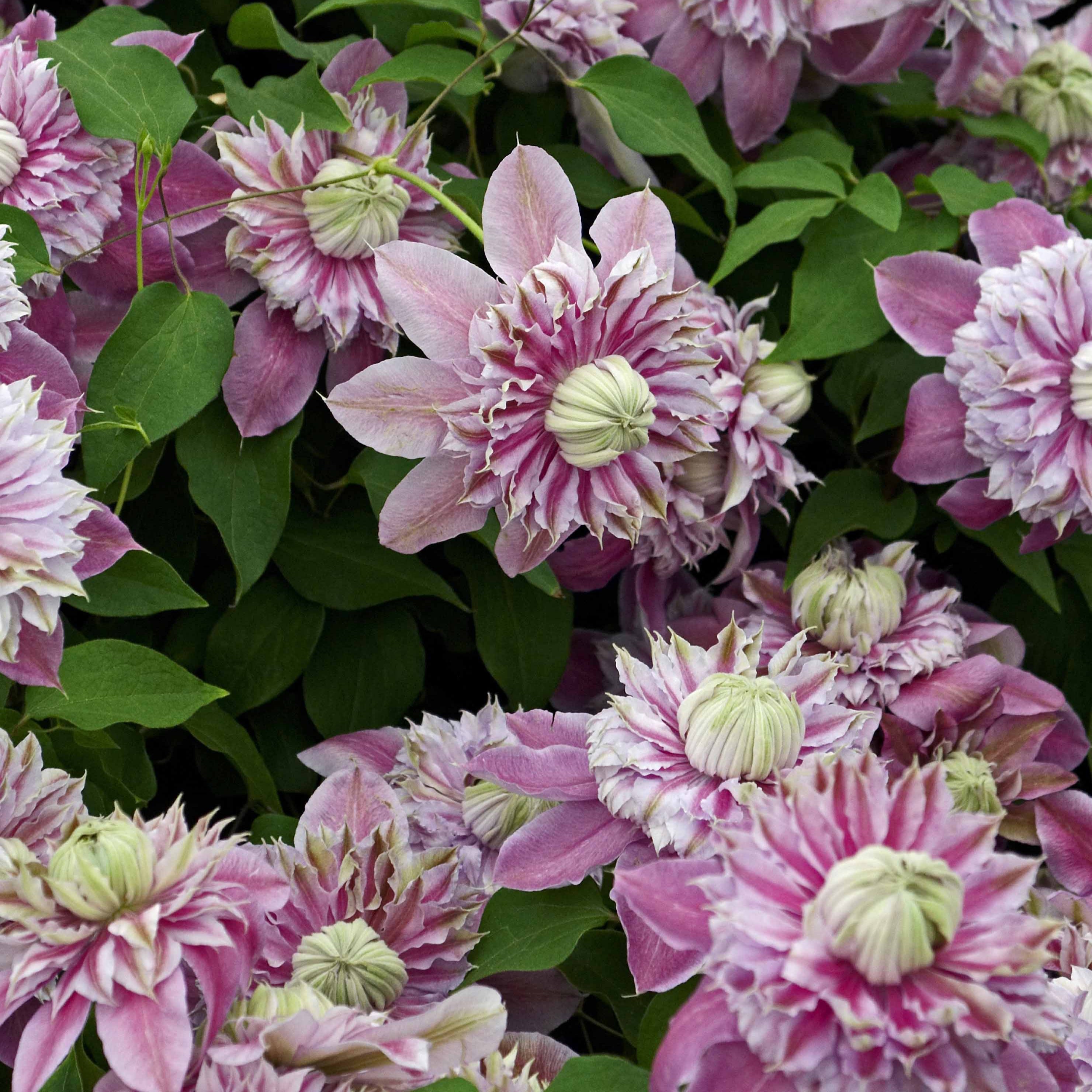 Bakker Plantes d'extérieur Clématite Joséphine plante grimpante pot 2L rose