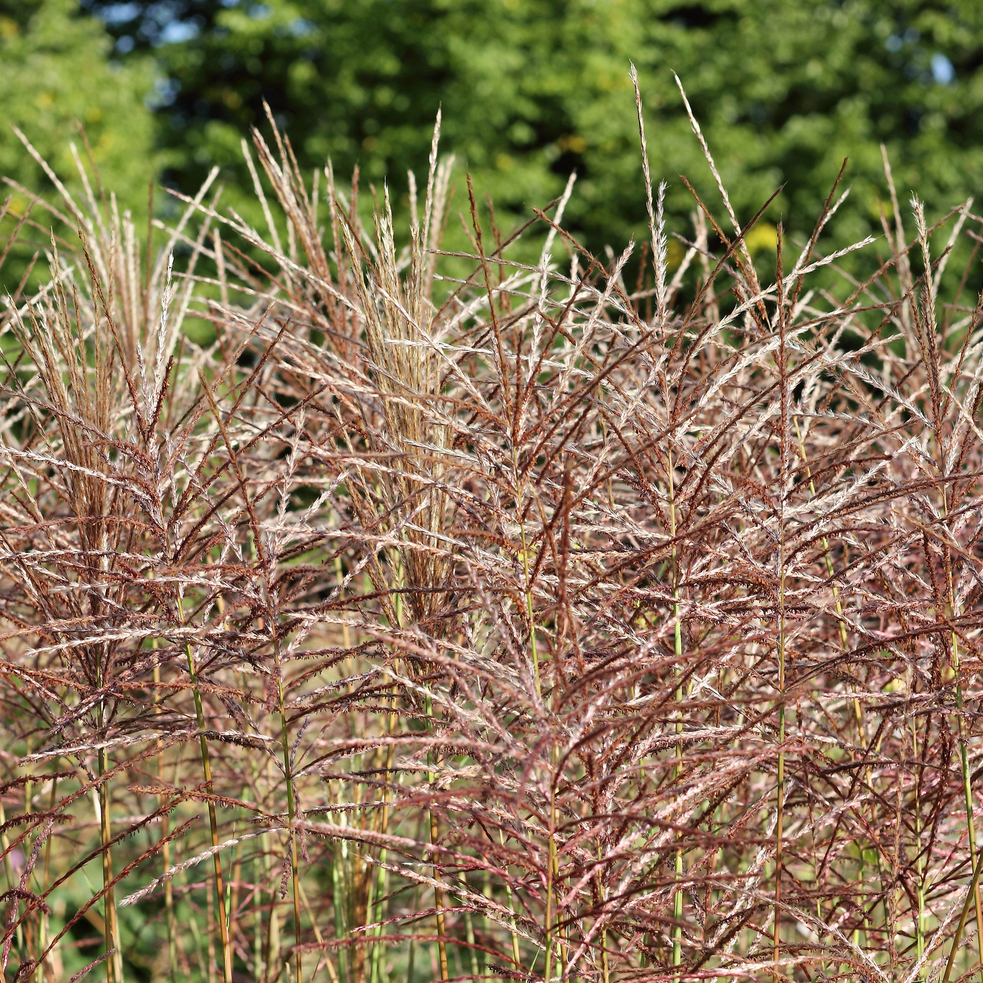 Bakker Eulalie China Miscanthus graminée pot 9cm rouge
