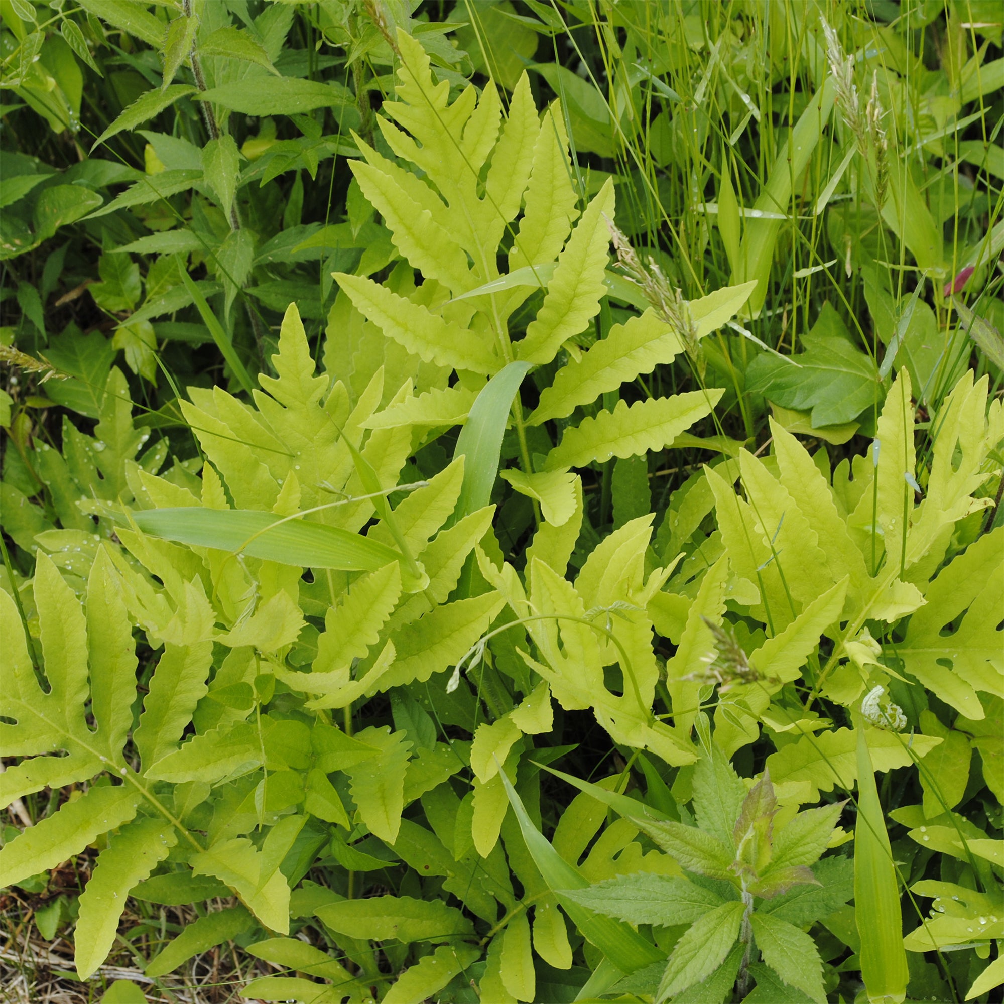 Bakker Onoclea fougère vivace pot Ø9cm ombre humide