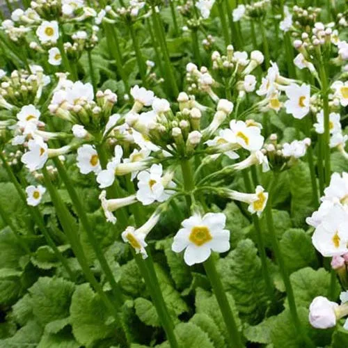 Bakker Primula japonica primevère blanche pot 9cm