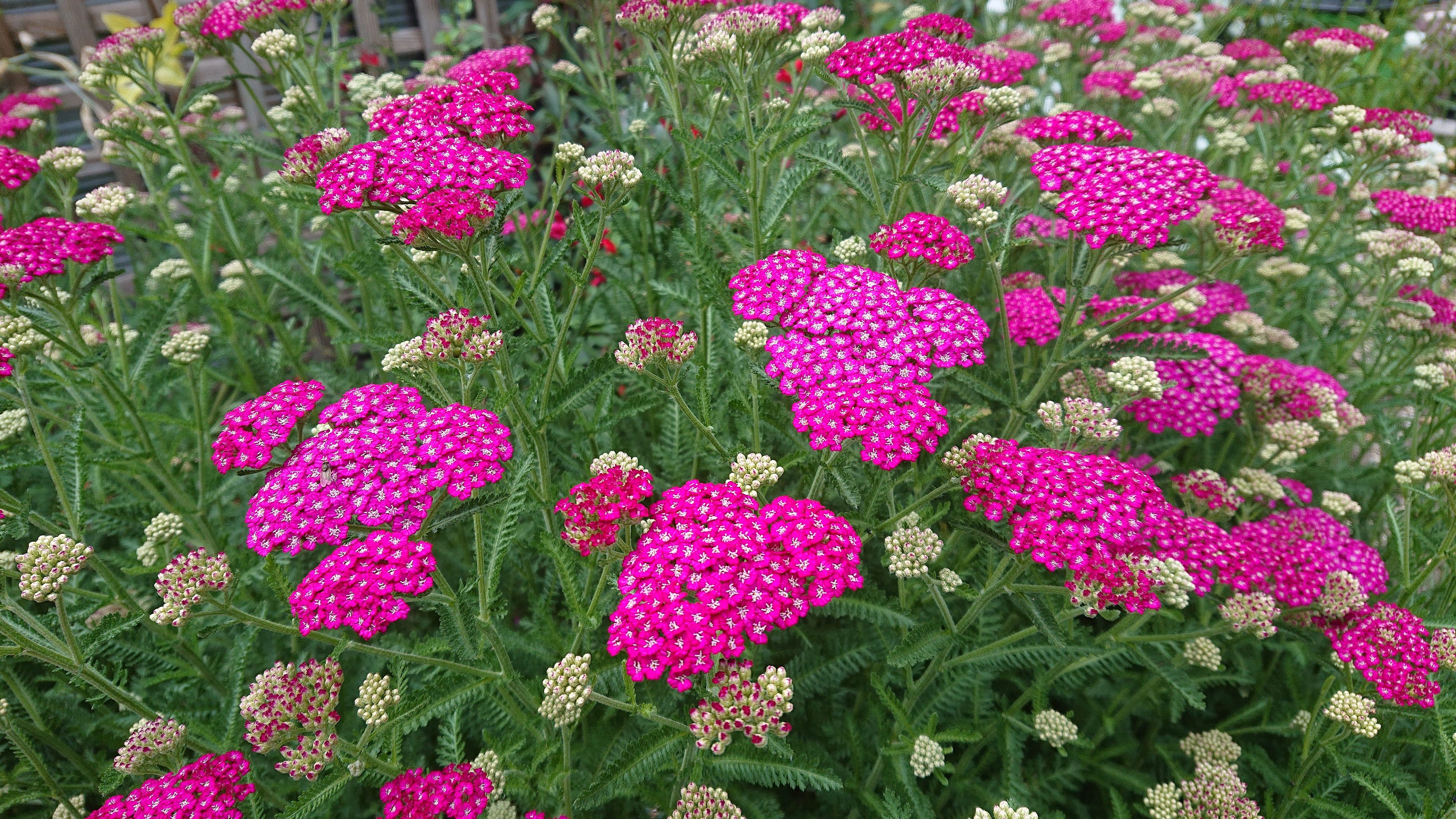 Passion Vivaces Achillea Peggy Sue achillée millefeuille pot