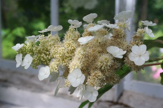 Les Hortensias du Haut Bois Quercifolia hortensia feuille de chêne