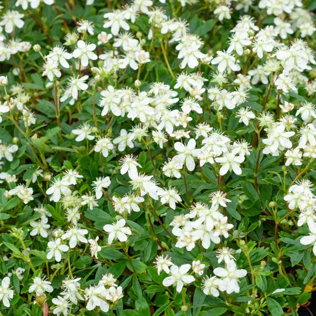 Bakker Potentilla tridentata Nuuk vivace pot 2L fleurs blanches