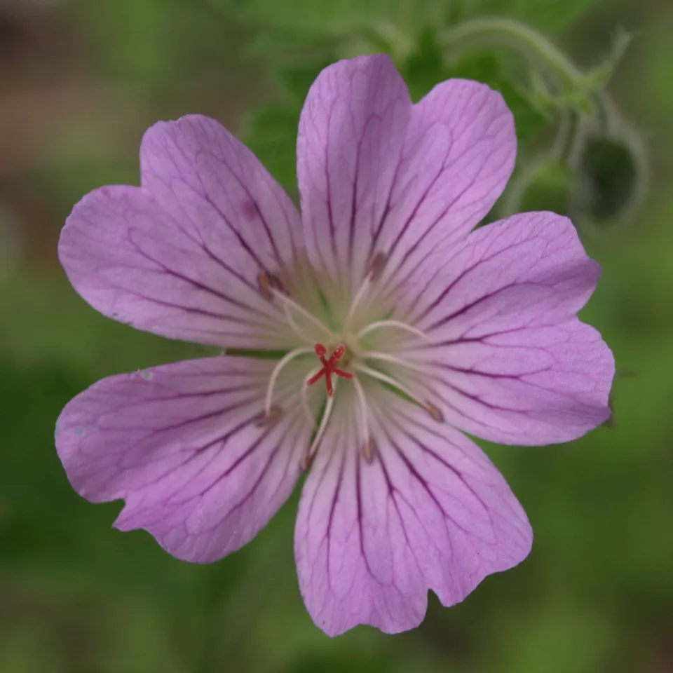 Passion Vivaces GERANIUM X Chantilly vivace pot 1L rose pâle