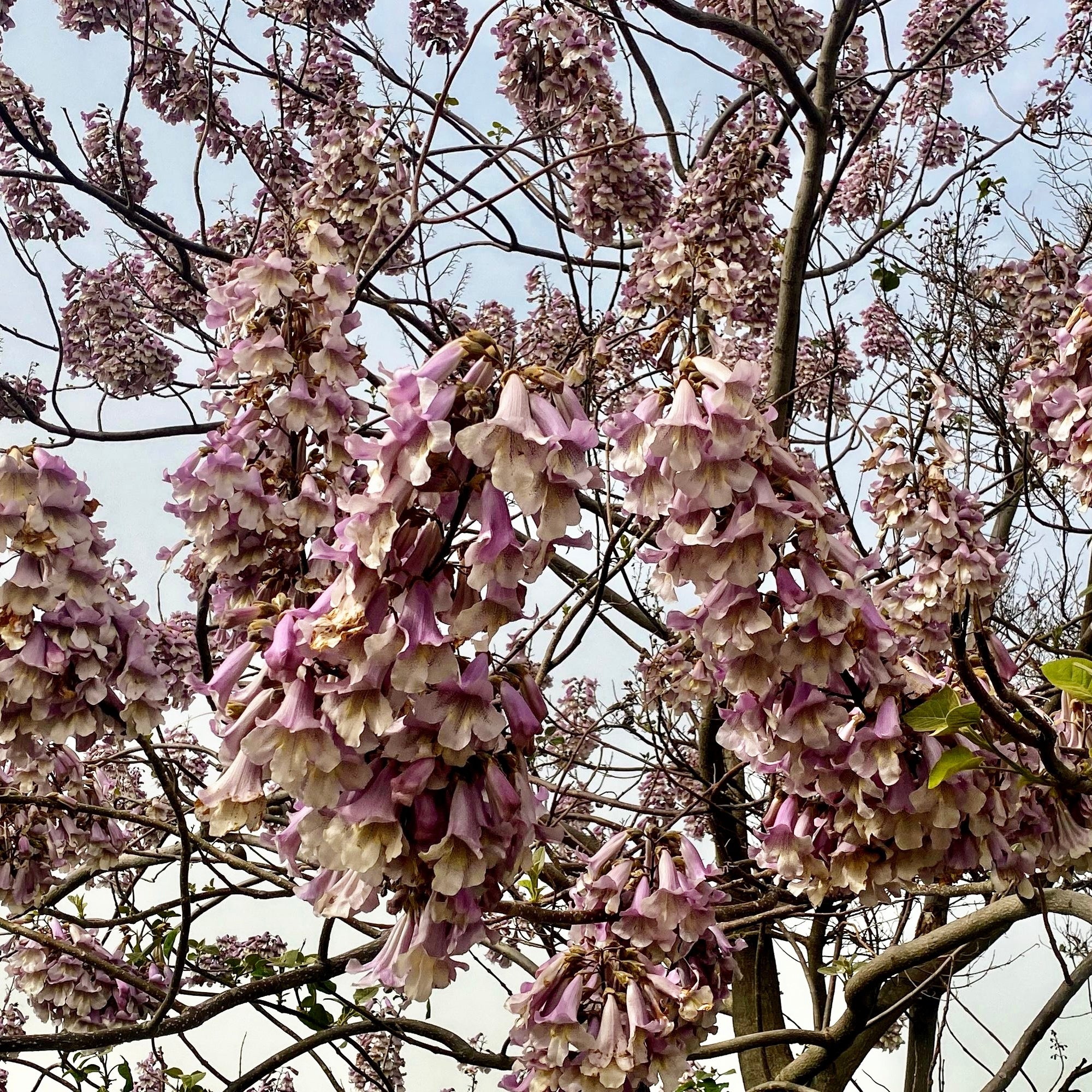Bakker Paulownia fortunei arbre impérial pot 9cm 40-50cm