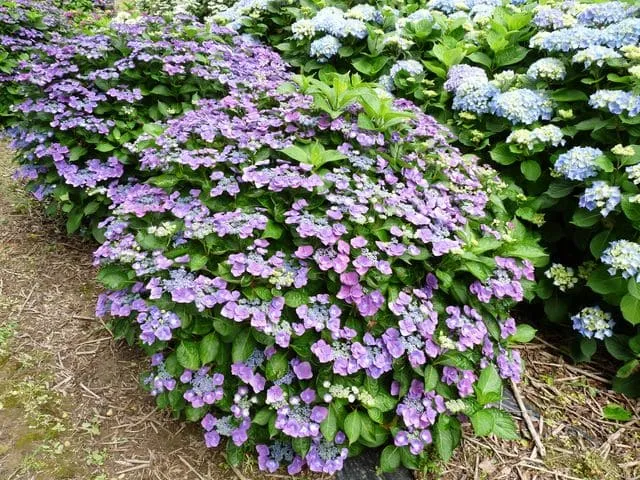 Les Hortensias du Haut Bois Zaunkönig hortensia plat rose