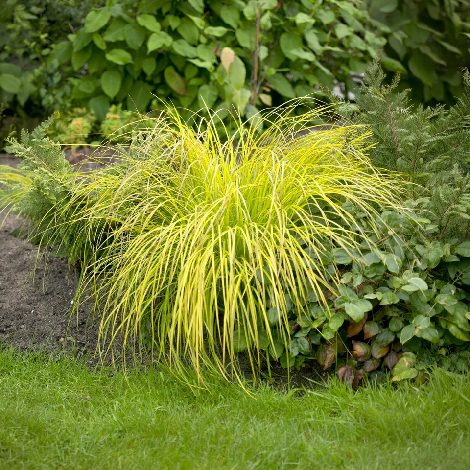 Bakker Laîche dorée Carex Aurea pot 9cm jaune