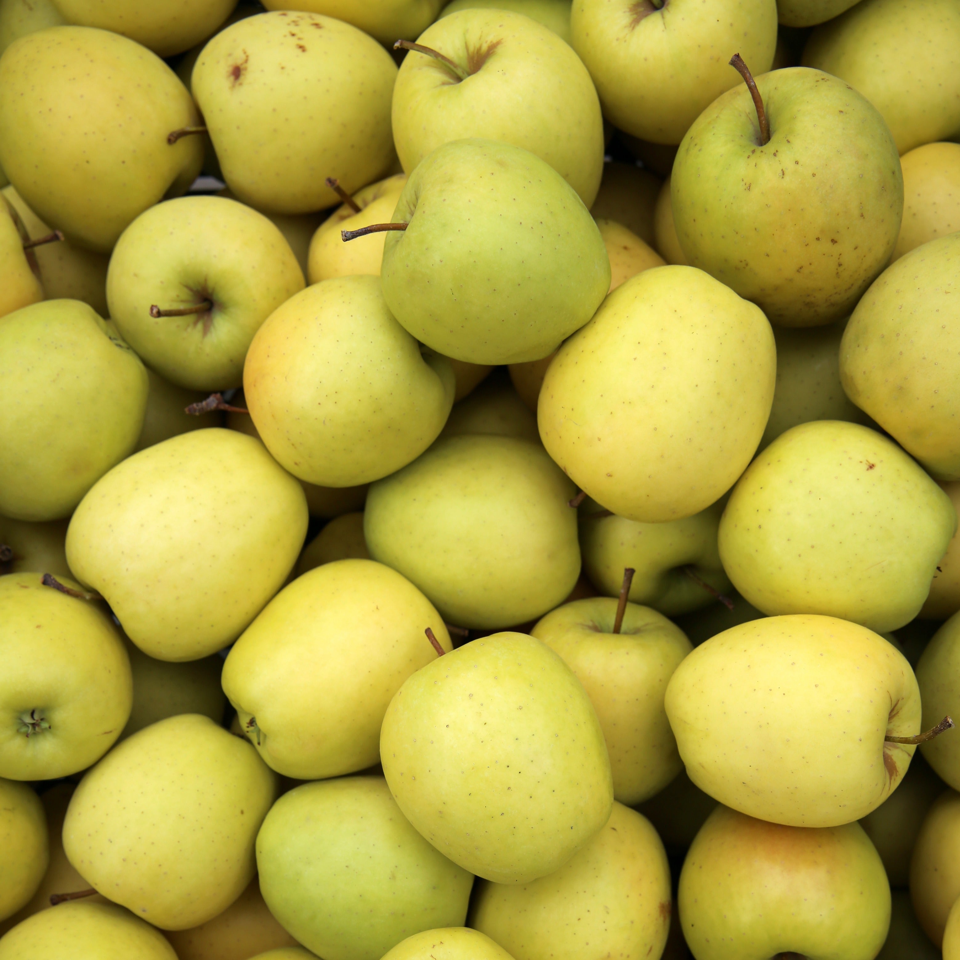 Bakker Golden Delicious pommier motte demi-tige jaune