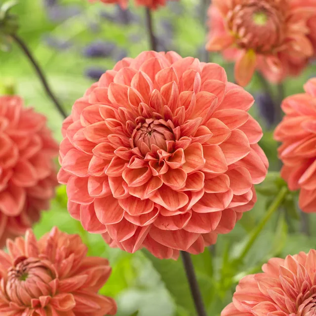 Bakker Bulbes Dahlia Blitzer sachet 3 bulbes orange 1m