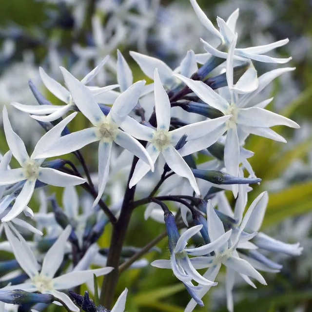 Bakker Amsonie hubrichtii vivace pot Ø 9 cm bleue dorée