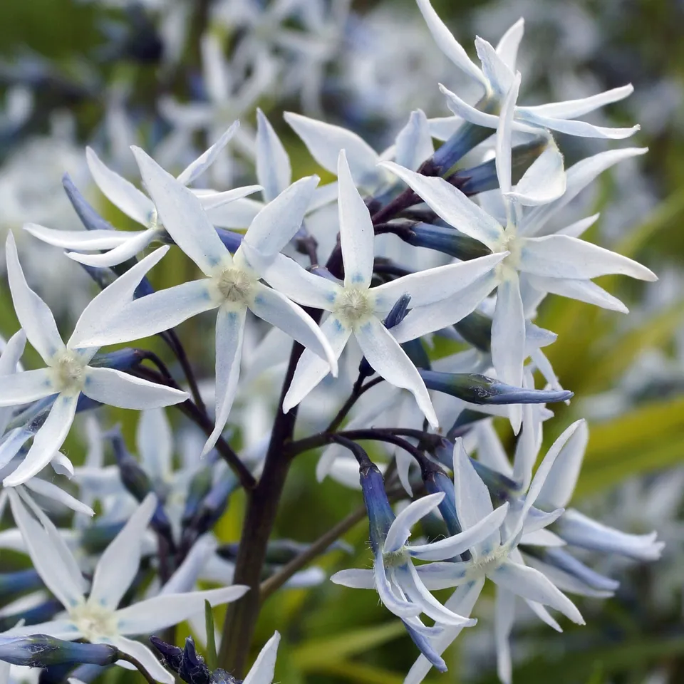 Bakker Amsonie hubrichtii vivace pot Ø 9 cm bleue dorée