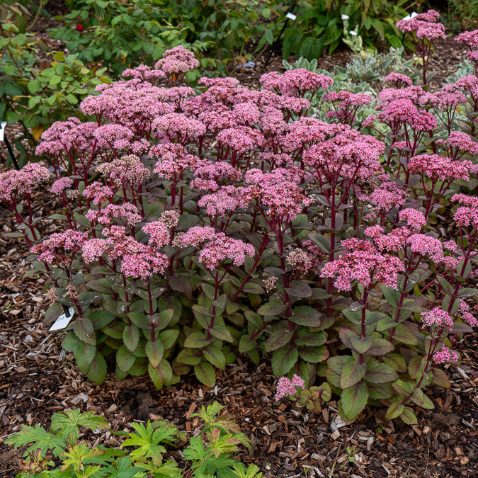 Bakker Matrona sedum vivace pot 9cm rose pourpre