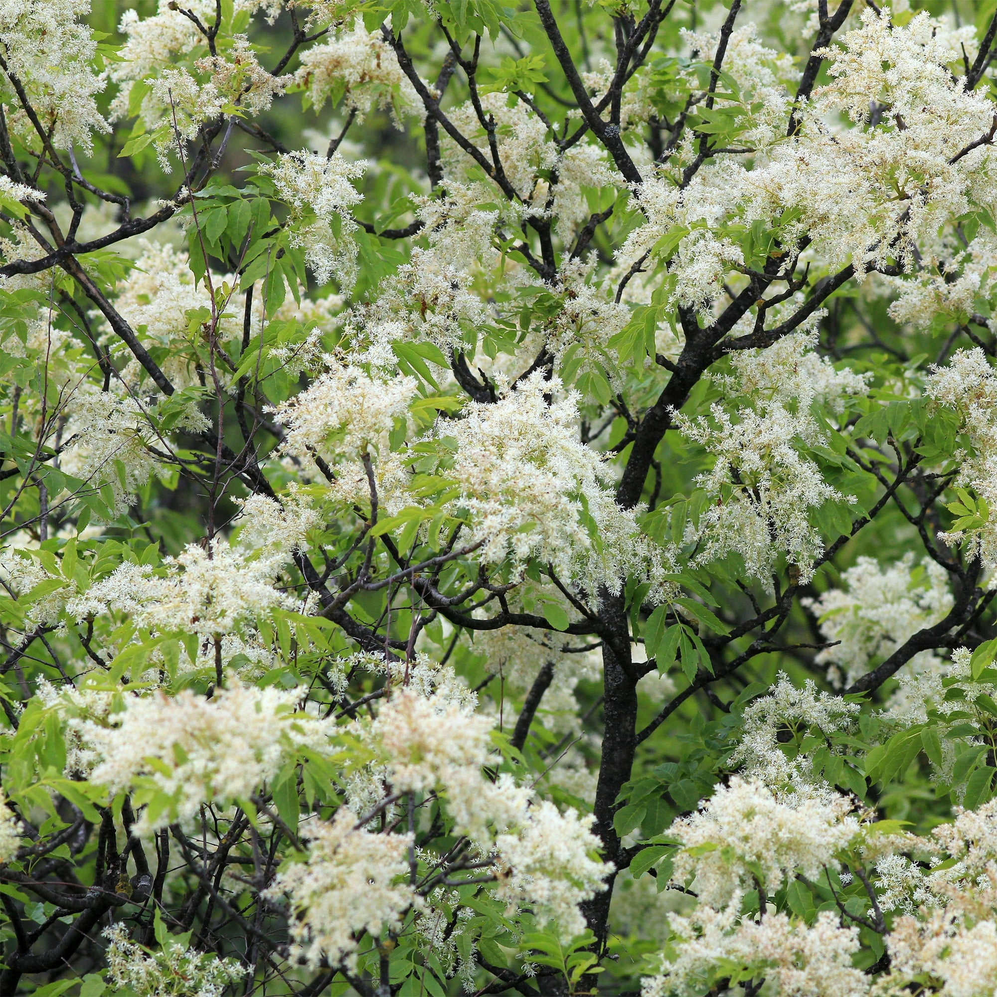 Bakker Frêne à fleurs arbre godet 11 cm 80-100 cm