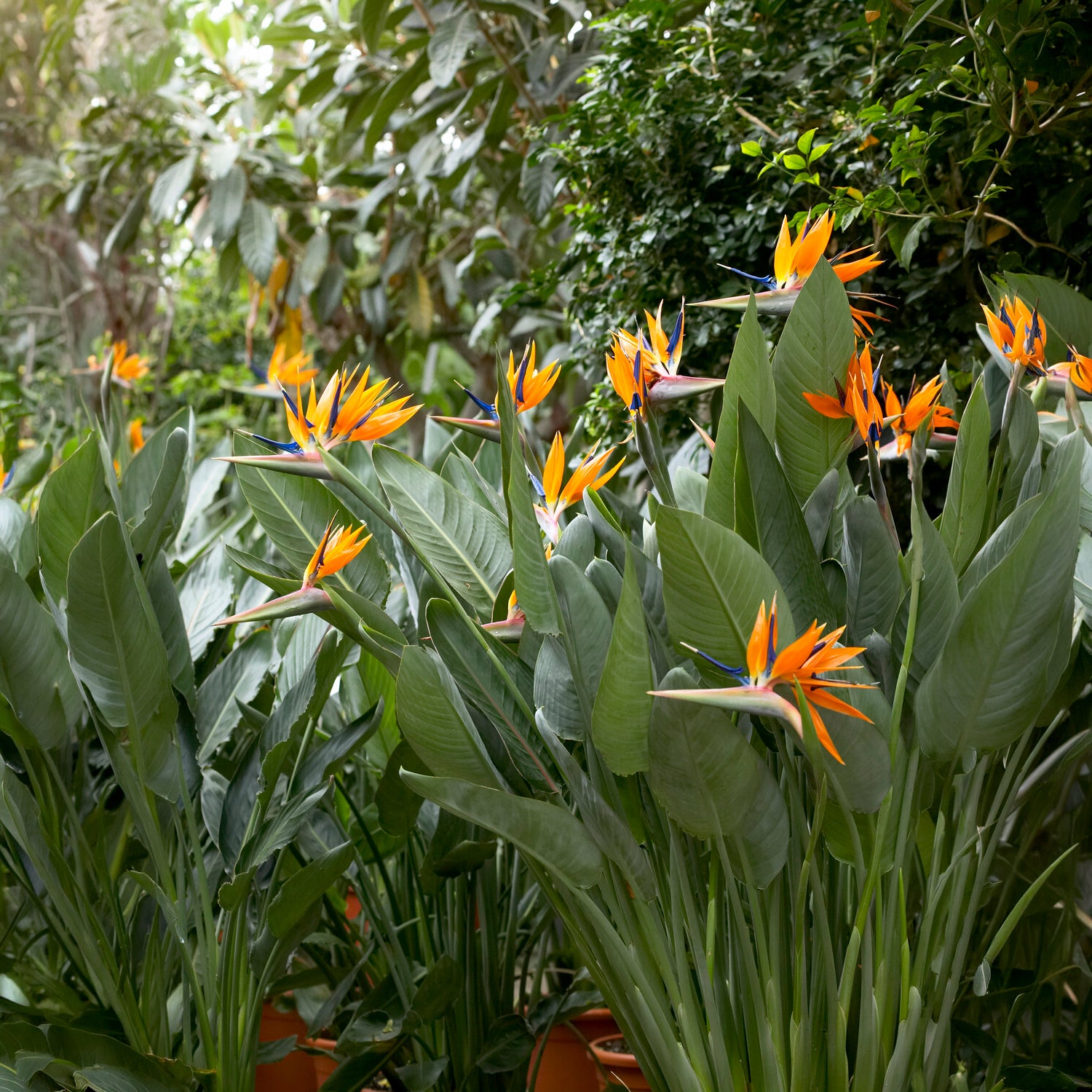 Bakker Oiseau du paradis Strelitzia plante intérieur pot 1L orange