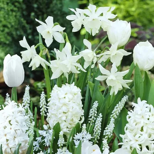 Bakker Bulbes Bordure Blanche mélange bulbe sachet 35 blanc