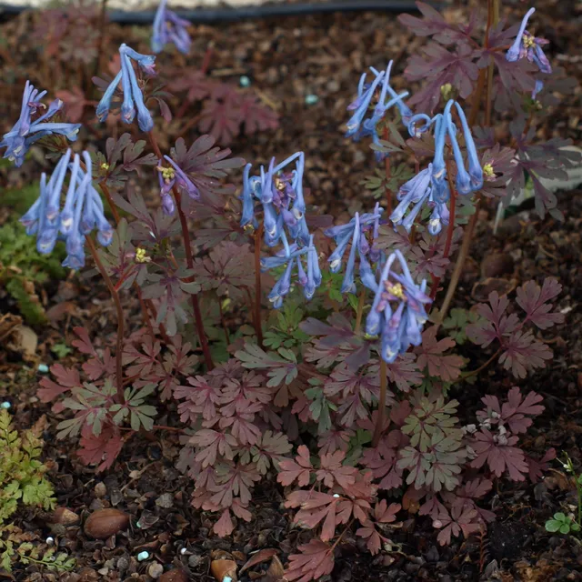 Corydalis flexuosa Purple Leaf plante vivace pot 1L bleu