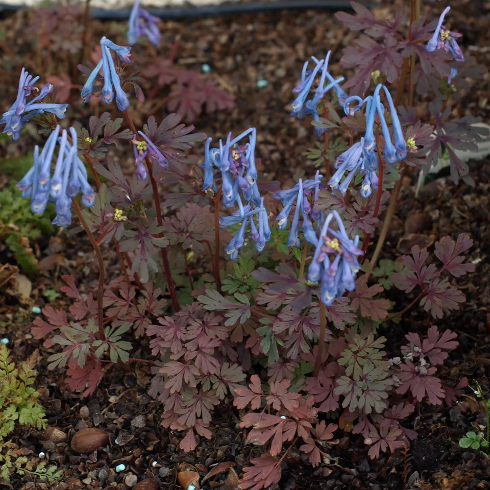 Corydalis flexuosa Purple Leaf plante vivace pot 1L bleu
