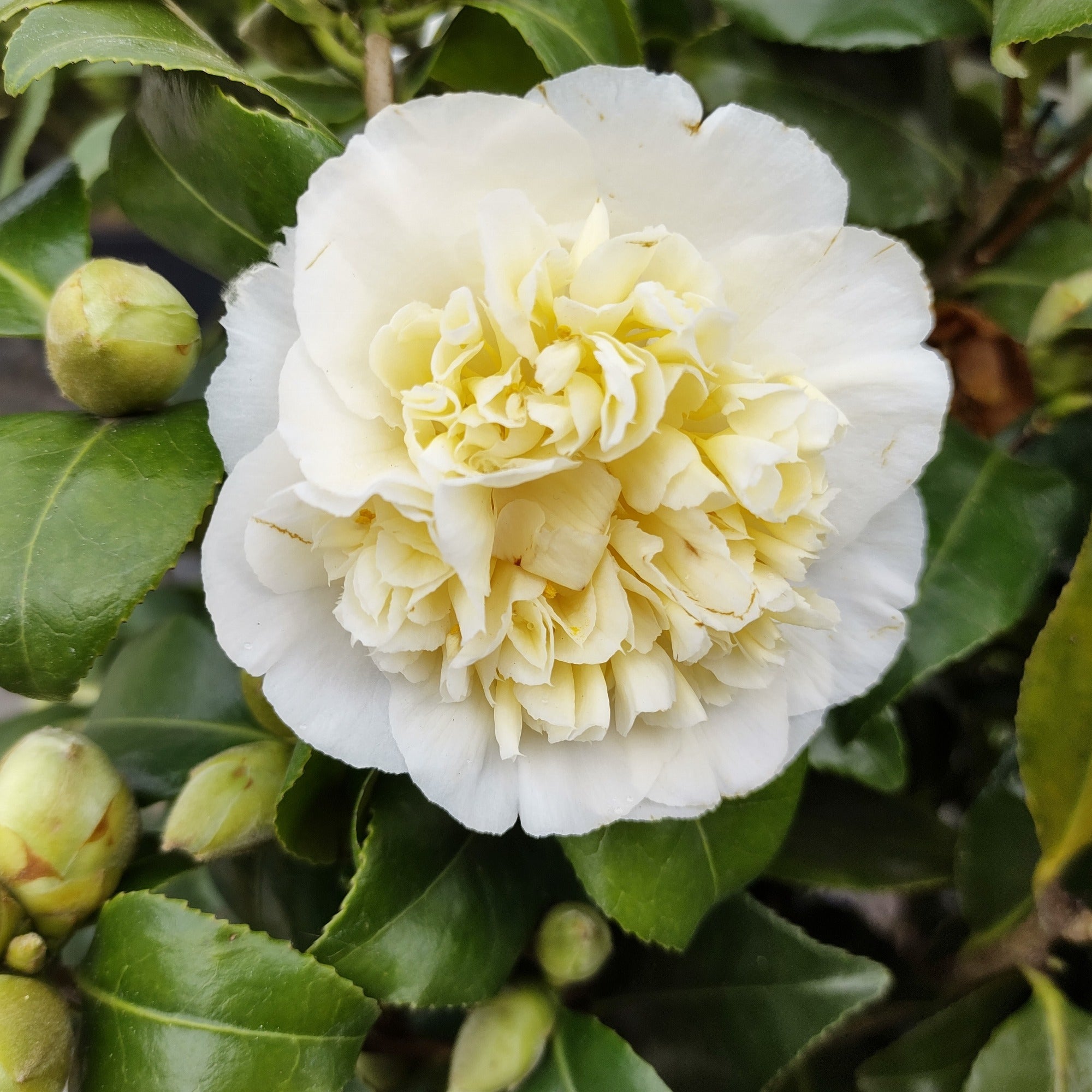 Bakker camélia Japon blanc double pot 2L