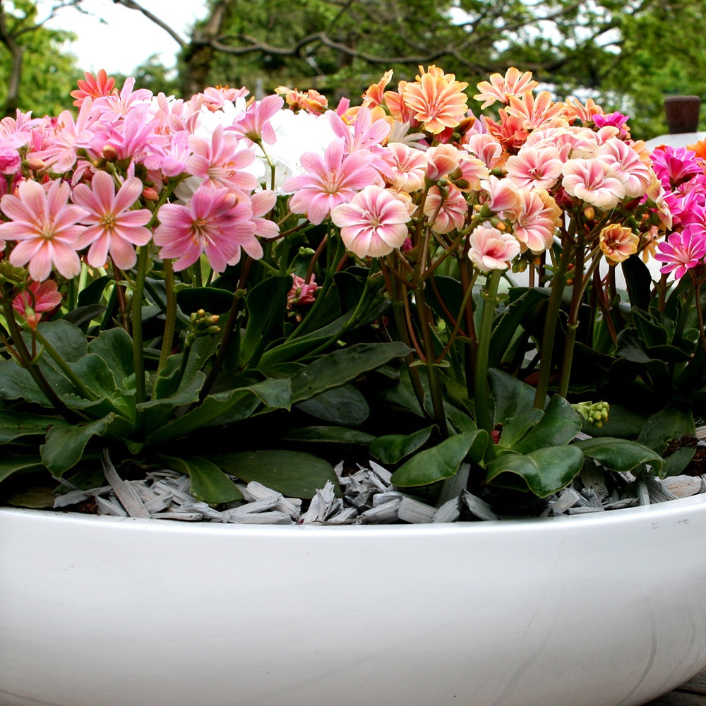 Bakker Lewisia Elise mélange 3 vivaces pots rocaille