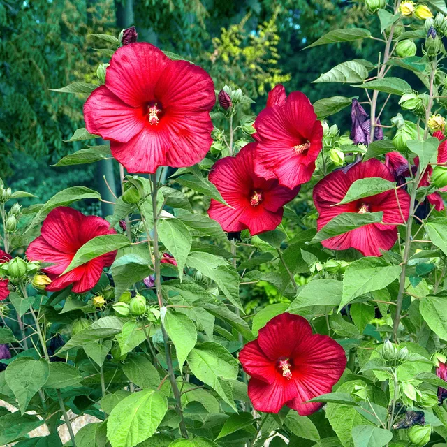 Bakker Arbustes Hibiscus Luna Red arbuste pot 10cm géant