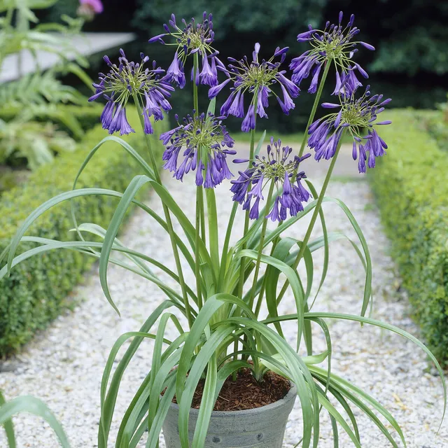 Bakker Plantes vivaces Agapanthe Purple Cloud pot Ø9cm violet