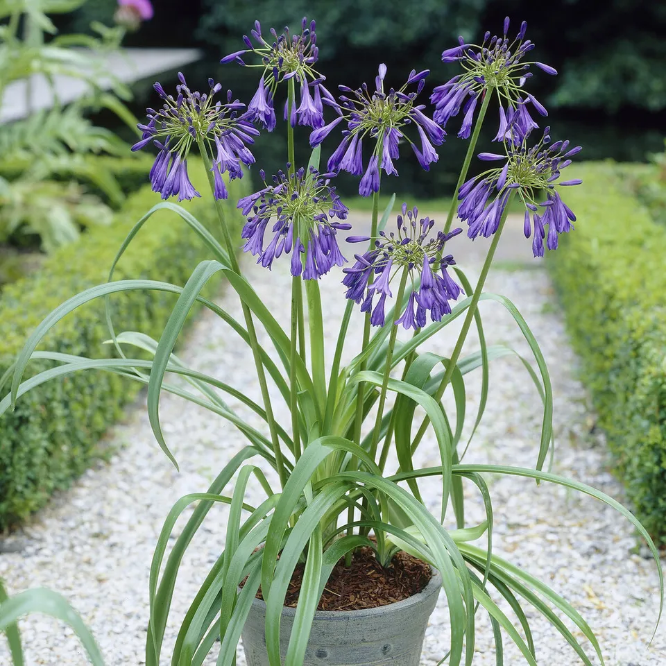 Bakker Plantes vivaces Agapanthe Purple Cloud pot Ø9cm violet