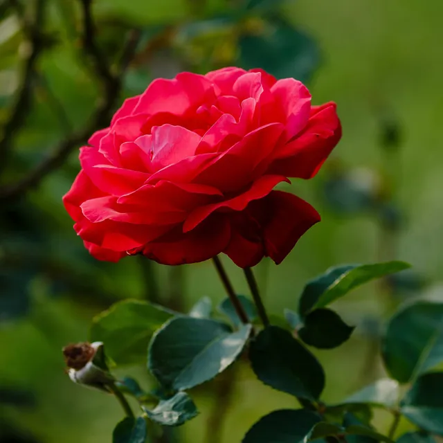 Bakker Rosiers Dame de Coeur rosier à grandes fleurs pot 4L rouge