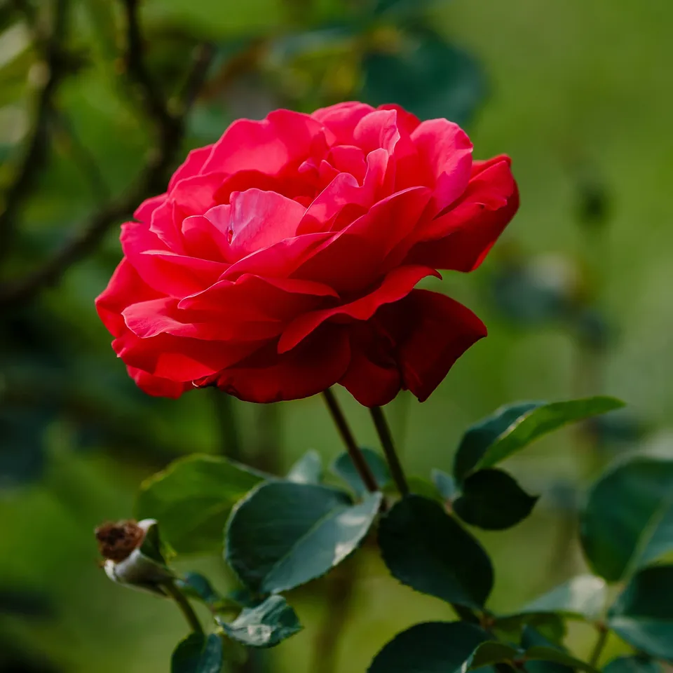 Bakker Rosiers Dame de Coeur rosier à grandes fleurs pot 4L rouge