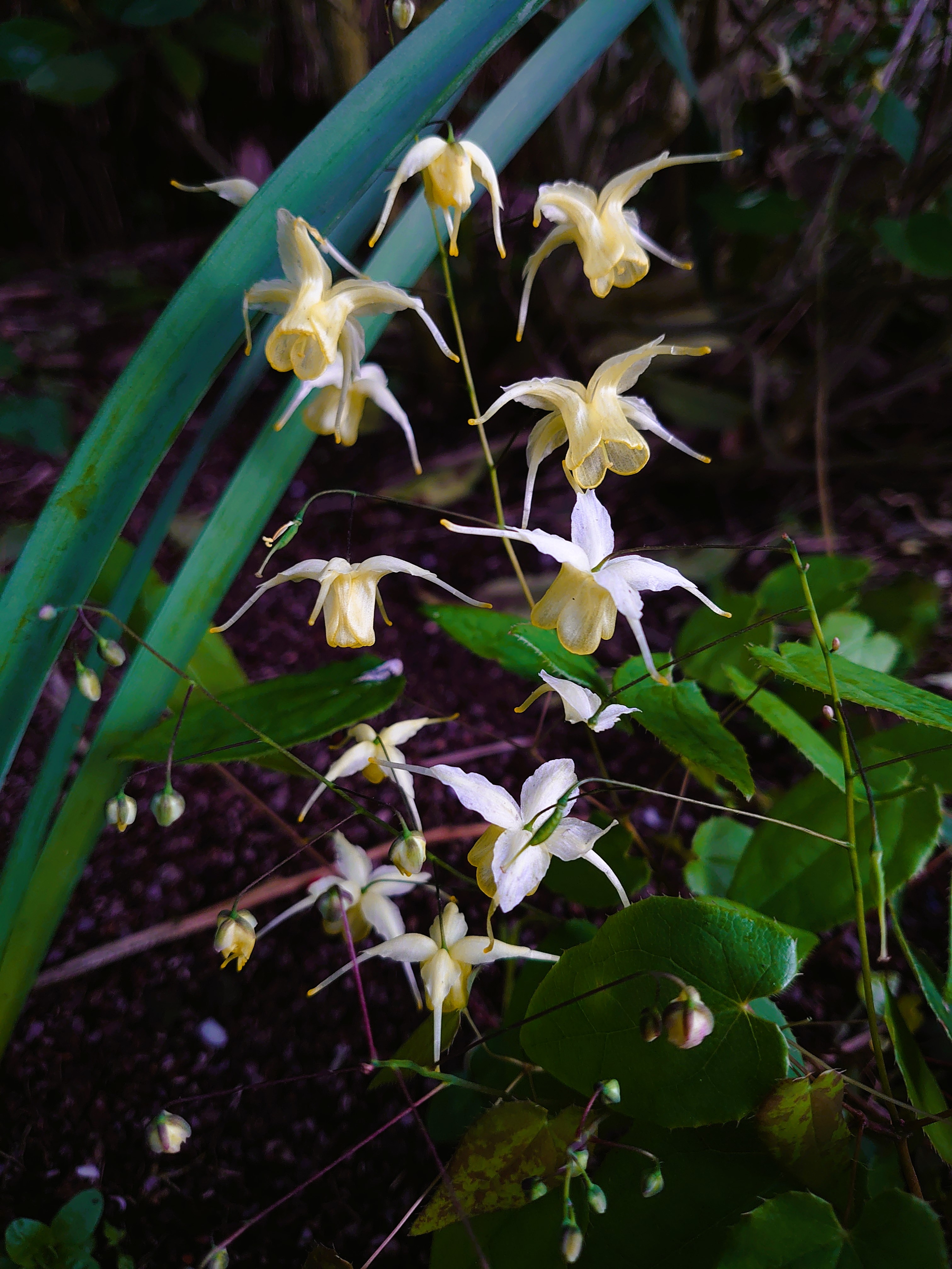 Passion Vivaces Epimedium Flower of Sulfur plante vivace pot 1 L