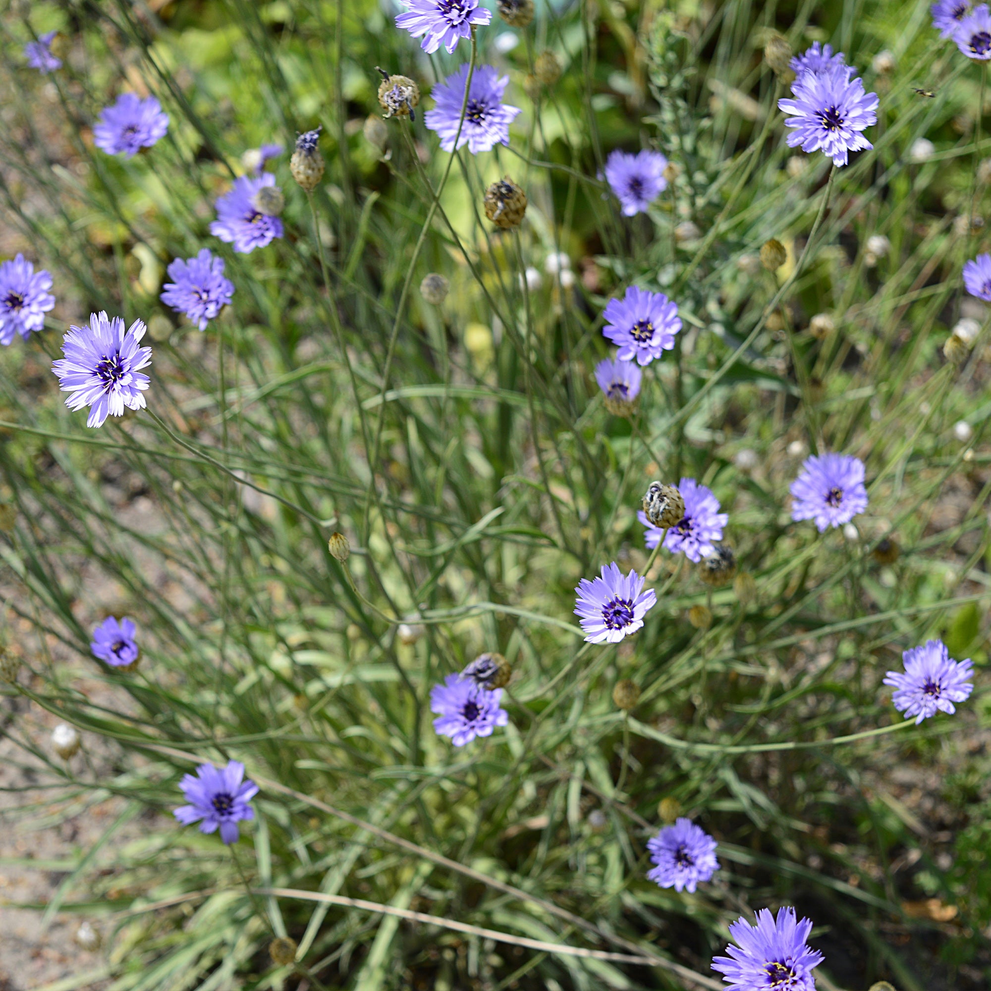 Bakker Cupidone catananche bleue pot Ø9cm sol sec