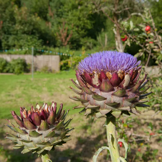 Bakker Artichaut potager pot 9cm fleur violette