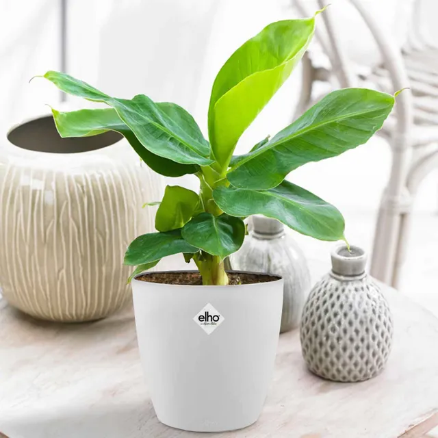 Bakker Bananier nain plante d'intérieur cache-pot blanc 14 cm