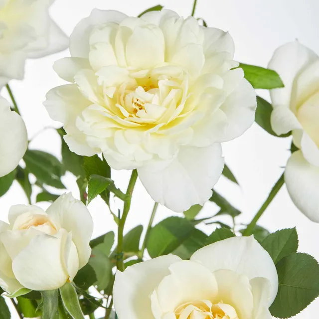 Bakker Crazy in Love rosier grimpant pot 15cm crème