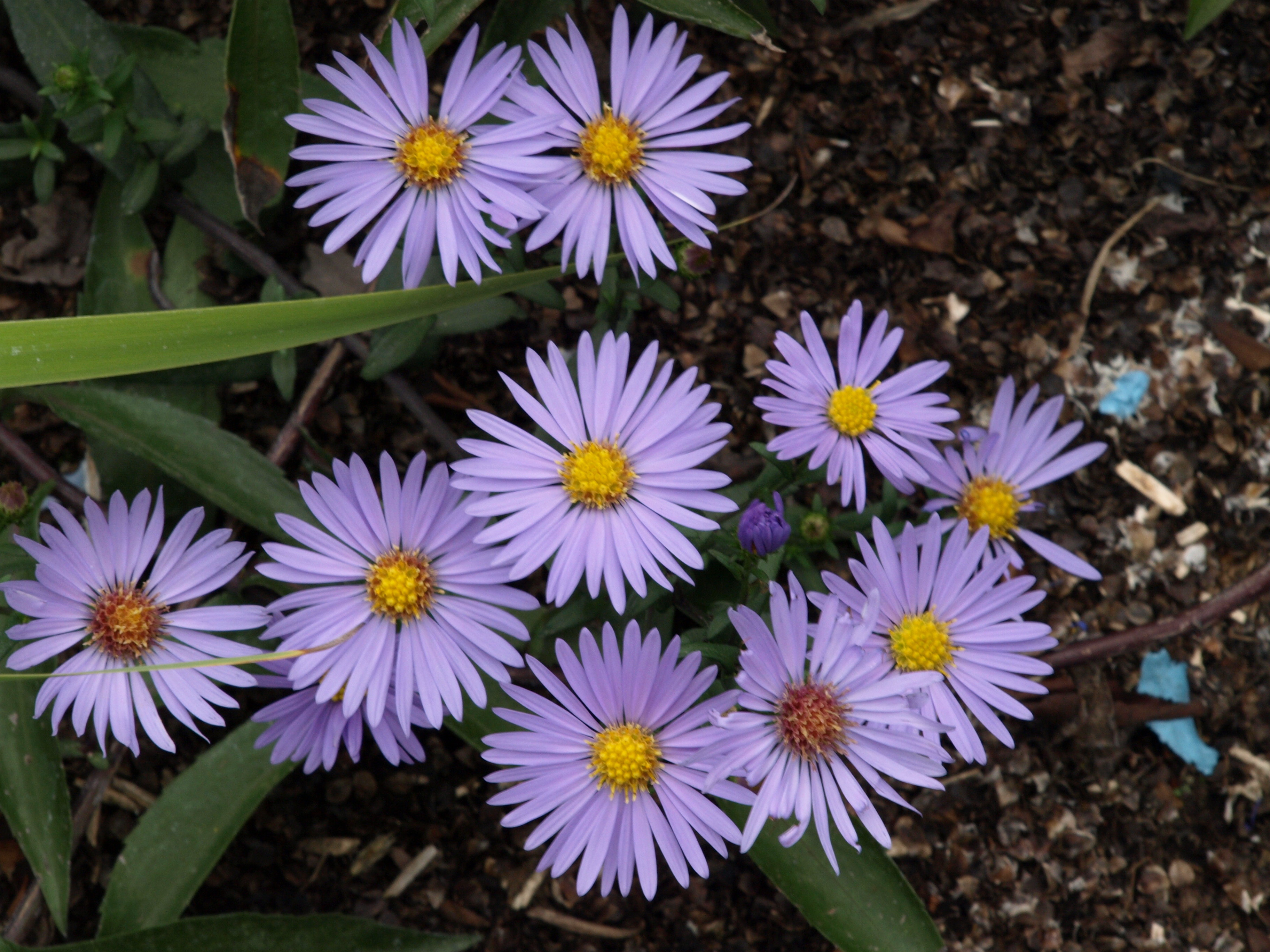 Passion Vivaces Aster laevis Calliope vivace godet bleu