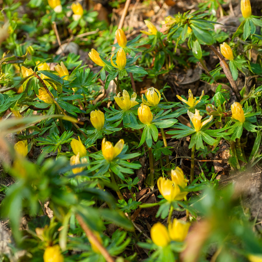 Bakker Helléborines plante bulbe sachet 10 bulbes fleurs jaunes