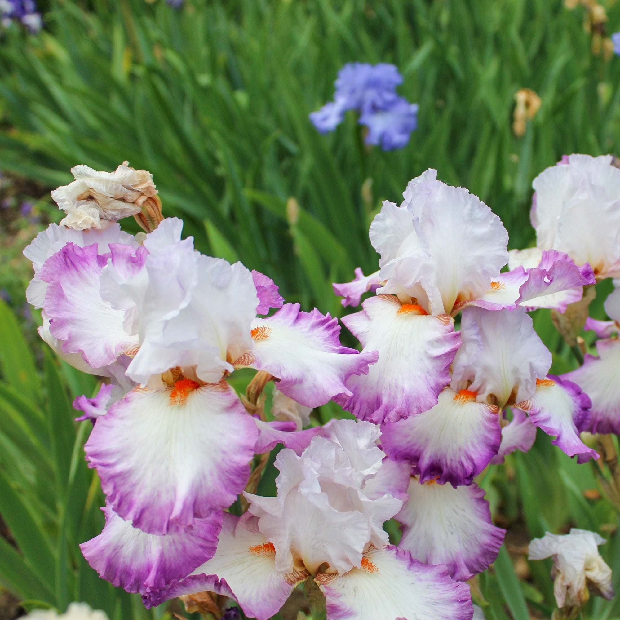 Bakker Iris de jardin Poésie vivace parfumée 2 racines nues