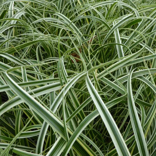 Bakker Feather Falls carex plante pot 9cm persistant