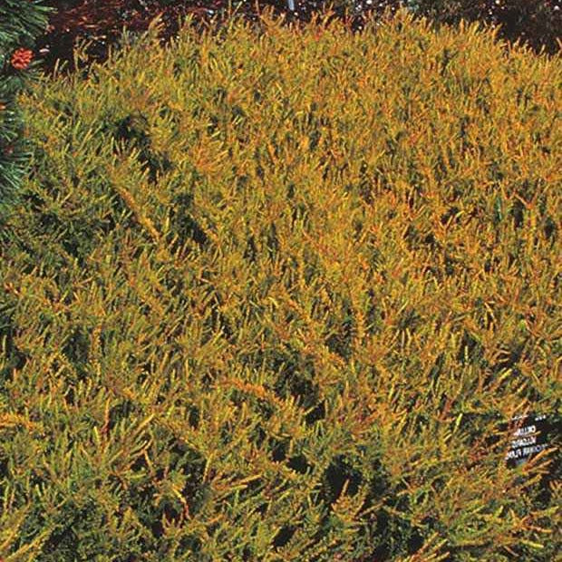Bakker Bruyère Wickwar Flame calluna pot 8cm violet