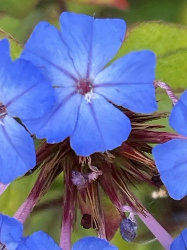 Passion Vivaces Ceratostigma willmottianum plante pot 1L bleu cobalt