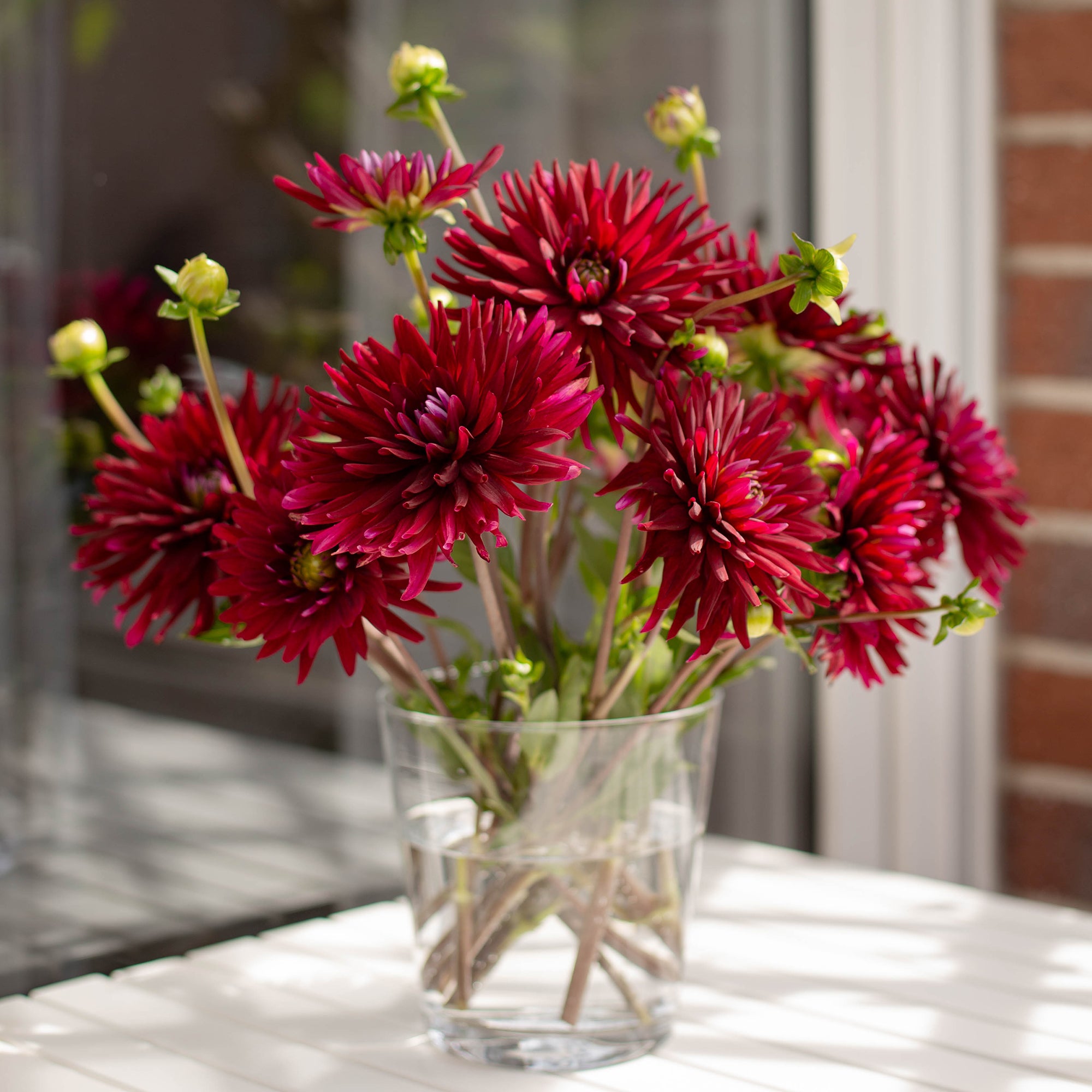 Bakker Dahlia Black Narcissus cactus rouge sachet 3 bulbes
