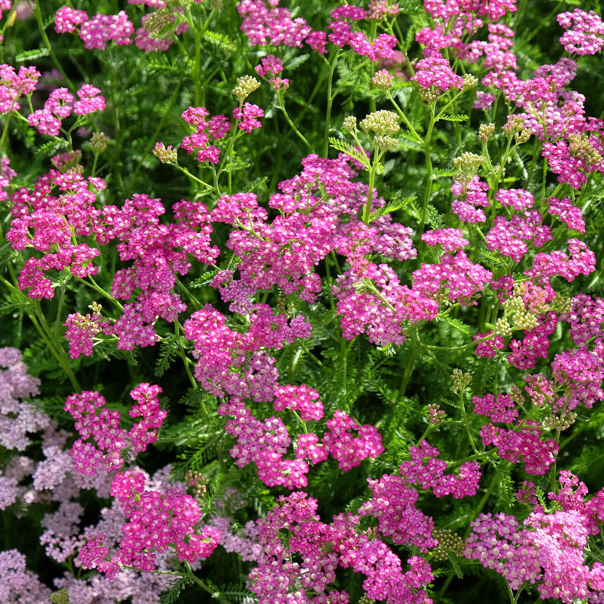 Bakker Mily Rock achillée millefeuille rose 2 pots Ø9cm